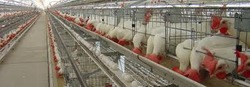 Manufacturers Exporters and Wholesale Suppliers of Poultry Cages Mohali Punjab